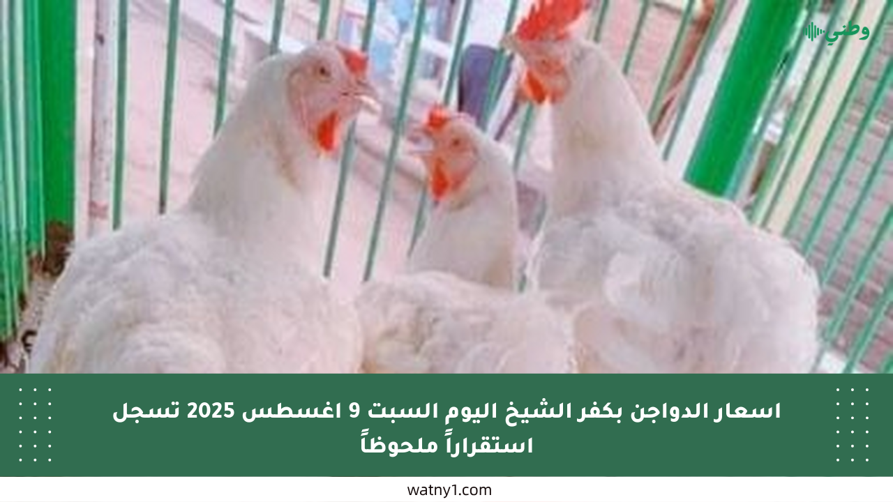 أسعار الدواجن بكفر الشيخ اليوم السبت 9 أغسطس 2025 تسجل استقراراً ملحوظاً